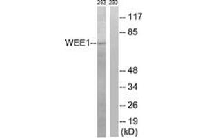 Western blot analysis of extracts from 293 cells, using WEE1 (Ab-53) Antibody. (WEE1 antibody  (AA 19-68))