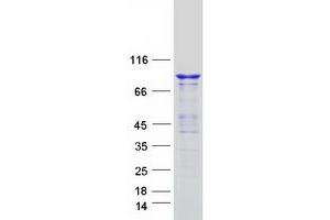 Western Blotting (WB) image for Dynamin 3 (DNM3) (Transcript Variant 1) protein (Myc-DYKDDDDK Tag) (ABIN2719863)