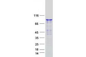 Validation with Western Blot (Dynamin 3 Protein (DNM3) (Transcript Variant 1) (Myc-DYKDDDDK Tag))