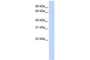 Image no. 1 for anti-Phosphatidylinositol Glycan Anchor Biosynthesis, Class Z (PIGZ) (AA 36-85) antibody (ABIN6743037) (PIGZ antibody  (AA 36-85))