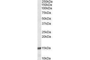 Western Blotting (WB) image for Ribosomal Protein S19 (RPS19) peptide (ABIN369312) (Ribosomal Protein S19 (RPS19) Peptide)