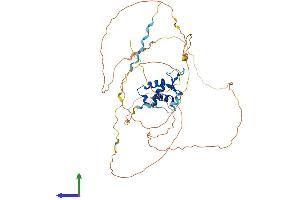 AlphaFold protein structure predicition of Mouse Recombinant Foxf2 Protein, UniprotID O54743