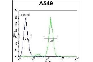 FAK1 Antibody  (ABIN6243657 and ABIN6579007) flow cytometric analysis of A549 cells (right histogram) compared to a negative control cell (left histogram). (FAK antibody  (AA 557-587))