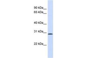 Image no. 1 for anti-Fibroblast Growth Factor 14 (FGF14) (AA 151-200) antibody (ABIN6746391) (FGF14 antibody  (AA 151-200))