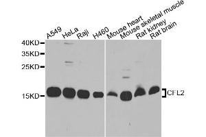 Western blot analysis of extracts of various cell lines, using CFL2 antibody.