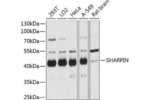 Western blot analysis of extracts of various cell lines, using SHARPIN antibody (ABIN6133099, ABIN6147733, ABIN6147735 and ABIN6215847) at 1:3000 dilution. (SHARPIN antibody  (AA 1-170))