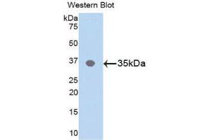 Western Blotting (WB) image for anti-C-Jun N-Terminal Kinases (AA 145-419) antibody (ABIN1859756) (C-Jun N-Terminal Kinases (AA 145-419) antibody)