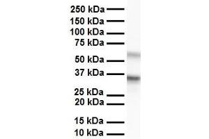 WB Suggested Anti-GNB2L1 antibody Titration: 1 ug/mL Sample Type: Human liver (GNB2L1 antibody  (C-Term))