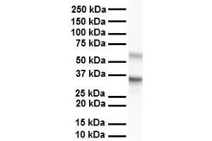 WB Suggested Anti-GNB2L1 antibody Titration: 1 ug/mL Sample Type: Human liver