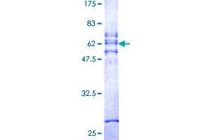 CA11 Protein (AA 1-328) (GST tag)