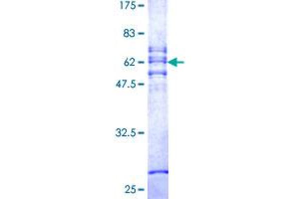 CA11 Protein (AA 1-328) (GST tag)
