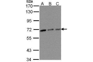 TROVE2 antibody  (Center)