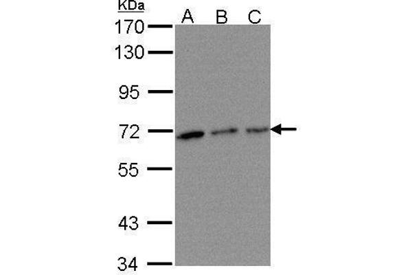 TROVE2 anticorps  (Center)