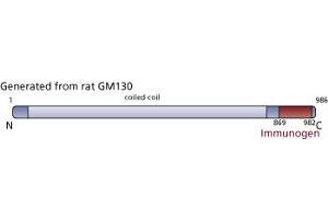 Image no. 3 for anti-Golgin A2 (GOLGA2) (AA 869-982) antibody (ABIN968197) (Golgin A2 (GOLGA2) (AA 869-982) antibody)