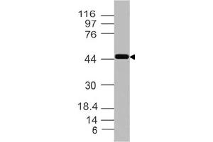 Image no. 1 for anti-Inhibin (INH) (AA 196-366) antibody (ABIN5027318) (Inhibin antibody  (AA 196-366))