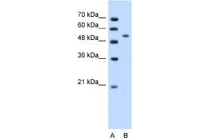 Perilipin antibody used at 1. (PLIN1 antibody  (N-Term))