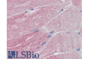 ABIN263197 (5µg/ml) staining of paraffin embedded Human Skeletal Muscle. (IGFBP6 antibody  (Internal Region))