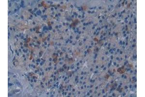 DAB staining on IHC-P; Samples: Mouse Pancreas Tissue (DISC1 antibody  (AA 151-330))