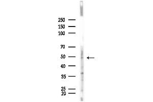 anti-Nucleolar and Spindle Associated Protein 1 (NUSAP1) (C-Term) antibody