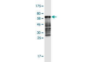 Western Blot detection against Immunogen (60. (CDX2 antibody  (AA 1-313))