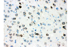 Anti- ATX2 Picoband antibody, IHC(P) IHC(P): Mouse Brain Tissue