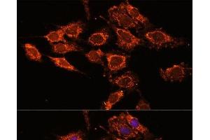 Immunofluorescence analysis of C6 cells using PASK Polyclonal Antibody at dilution of 1:100.