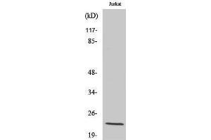 Western Blotting (WB) image for anti-Musculin (MSC) (C-Term) antibody (ABIN3185717) (Musculin antibody  (C-Term))