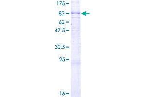 GPR56 Protein (AA 1-693) (GST tag)