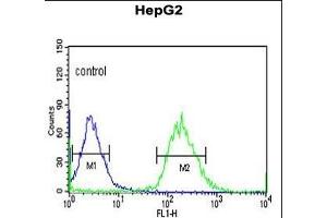 YMEL1 Antibody (N-term) (ABIN651076 and ABIN2840062) flow cytometric analysis of HepG2 cells (right histogram) compared to a negative control cell (left histogram). (YME1L1 antibody  (N-Term))