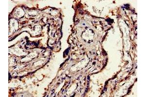 Immunohistochemistry of paraffin-embedded human placenta tissue using ABIN7151326 at dilution of 1:100