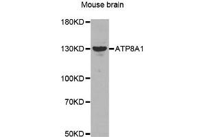 Western Blotting (WB) image for anti-ATPase, Class I, Type 8A, Member 1 (ATP8A1) antibody (ABIN1871182) (ATP8A1 antibody)