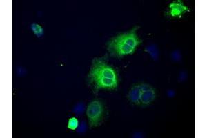 Immunofluorescence (IF) image for anti-Atrial Natriuretic Peptide Receptor 3 (NPR3) antibody (ABIN1499807) (NPR3 antibody)