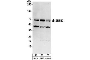 anti-Zinc Finger and BTB Domain Containing 3 (ZBTB3) (AA 524-574) antibody