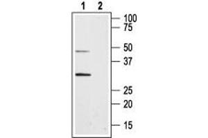 Western blot analysis of rat pancreas membranes: - 1. (Aquaporin 8 antibody  (Intracellular, N-Term))