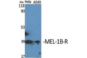 Western Blot (WB) analysis of specific cells using MEL-1B-R Polyclonal Antibody. (Melatonin Receptor 1B antibody  (C-Term))