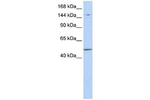 Western Blotting (WB) image for anti-PR Domain Containing 15 (PRDM15) antibody (ABIN2458960) (PRDM15 antibody)