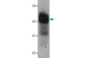 Western blot analysis of DYRK2 in 293 cell lysate with DYRK2 polyclonal antibody  at 1 ug/mL (lane 1) and 2 ug/mL (lane 2).