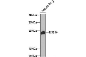 RGS16 antibody