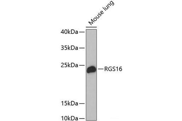 RGS16 antibody