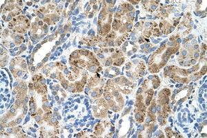 Image no. 1 for anti-Vacuolar H+-ATPase Homolog (VMA21) (N-Term) antibody (ABIN205060) (VMA21 antibody  (N-Term))