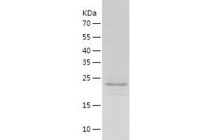 Western Blotting (WB) image for Jun Proto-Oncogene (JUN) (AA 1-241) protein (His tag) (ABIN7285029) (C-JUN Protein (AA 1-241) (His tag))