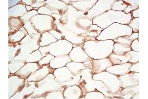 Rat visceral fat tissue was stained by Rabbit Anti-Adiponutrin (436-481) (Human) Serum (PNPLA3 antibody  (AA 436-481))