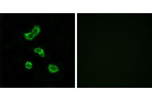 Peptide - +Western blot analysis of extracts from NIH/3T3 cells, using CA5B antibody. (CA5B antibody)