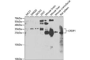 Western blot analysis of extracts of various cell lines, using CFDP1 antibody  at 1:1000 dilution. (CFDP1 antibody  (AA 1-299))