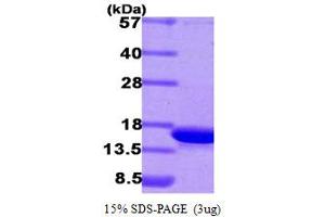 SDS-PAGE (SDS) image for Cyclin-Dependent Kinase 2 Associated Protein 1 (CDK2AP1) (AA 1-115) protein (His tag) (ABIN666944) (CDK2AP1 Protein (AA 1-115) (His tag))