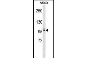 Western blot analysis in A549 cell line lysates (35ug/lane). (PLEKHG5 antibody  (N-Term))