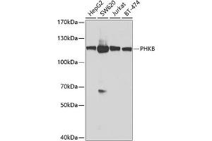 Western blot analysis of extracts of various cell lines, using PHKB antibody (ABIN6129077, ABIN6145560, ABIN6145561 and ABIN6224038) at 1:1000 dilution. (PHKB antibody  (AA 854-1093))