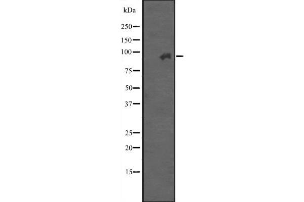 Integrin beta 7 antibody  (Internal Region)