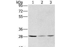 Western Blot analysis of A375, hela and A172 cell using HSD17B12 Polyclonal Antibody at dilution of 1:570 (HSD17B12 antibody)