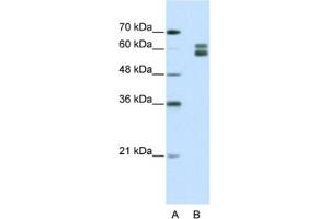 Western Blotting (WB) image for anti-Mismatch Repair Protein 2 (MSH2) antibody (ABIN2462390) (MSH2 antibody)